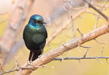 Close-up of a Cape Glossy Starling (Lamprotornis nitens), Botswana
