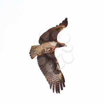 Steppe eagle flying with it's favourite meal, ground squirrel, Kalahari, Botswana