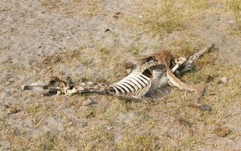 Carcass of a donkey in Botswana - Concept of starvation