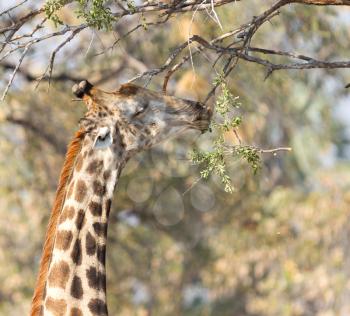Giraffe (Giraffa camelopardalis) eating fresh leaves from a tree