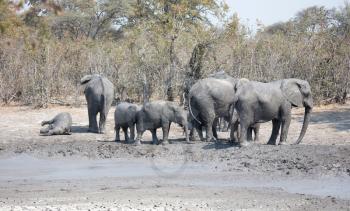 African elephants taking a mudbath, Moremi - Botswana