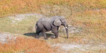 Single elephant wandering in the Okavango delta (Botswana), aerial shot