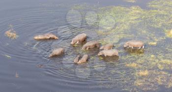 Aerial view of Hippopotamus (Hippopotamus amphibius) in the water, Okavango, Botswana