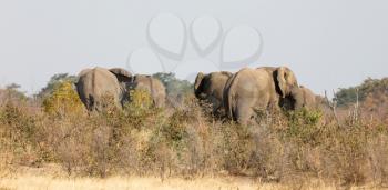 Group of african elephants at a waterhole (Namibia)