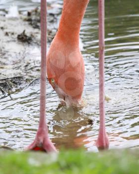 Pink flamingo is drinking, Africa - Selective focus