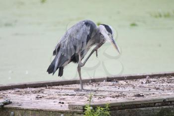 Great blue heron standing in a funny position