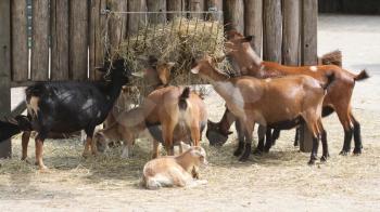 Flock of goats in a dutch farm