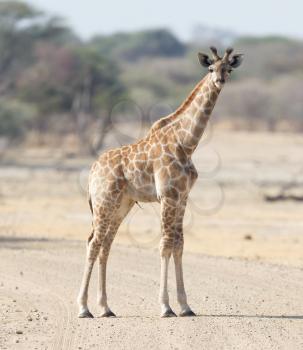 Single young giraffe (Giraffa camelopardalis) in Namibia