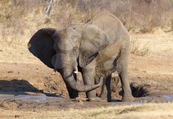 African elephant (loxodonta africana) at a waterhole, Namibia