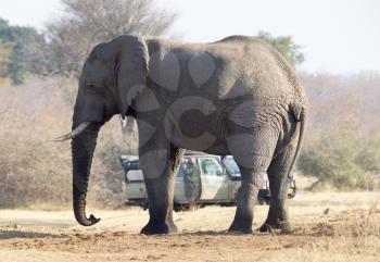 Professional photographer taking shots of an African Elephant in Namibia (Zambezi Region)
