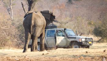 Divundu, Namibia, 13 august 2018 - Professional photographer taking shots of an African Elephant charging the car