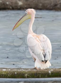 Pelican standing at a frozen pond, slightly confused what to make of it