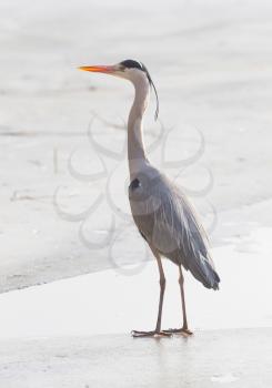 Blue heron standing on the ice - The Netherlands