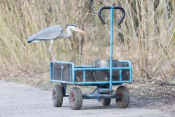 Blue heron standing on a cart loaded with a bucket of fish - The Netherlands