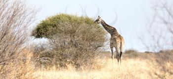 Single adult giraffe in the Kalahari - Botswana