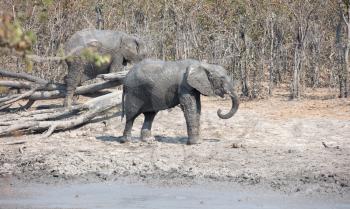 Adult elephant taking a mudbath, Moremi - Botswana