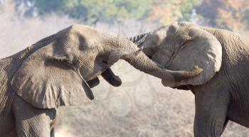 African elephants (loxodonta africana) cuddling, nature reserve in Namibia