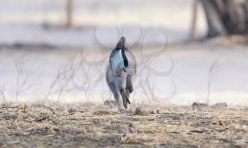Vervet monkey (Chlorocebus pygerythrus) running away, Botswana