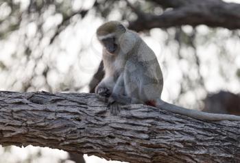 Vervet monkey (Chlorocebus pygerythrus) sitting in a tree, Botswana