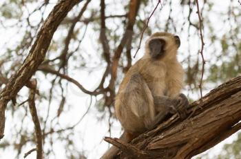 Vervet monkey (Chlorocebus pygerythrus) sitting in a tree, Botswana