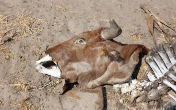 Dead cow medium close up, cause of death unknown - Botswana