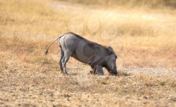 Warthog (Phacochoerus africanus) eating in the Kalahari, Botswana
