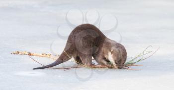 Small claw otter gathering nest material on the ice - The Netherlands