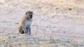 Vervet monkey (Chlorocebus pygerythrus) on the ground, Botswana