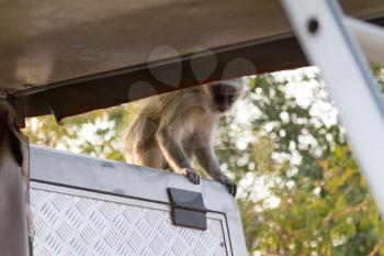 Vervet monkey (Chlorocebus pygerythrus) sitting on a car, Botswana