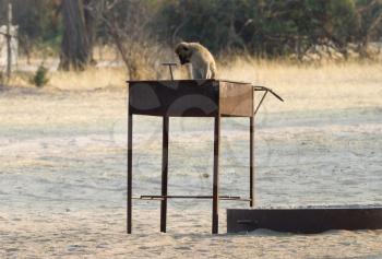 Vervet monkey (Chlorocebus pygerythrus) sitting on a grill (BBQ), Botswana