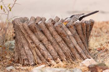 Southern yellow-billed hornbill (Tockus leucomelas) searching for food