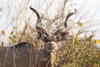 Closeup of a greater Kudu (Tragelaphus strepsiceros) in Namibia