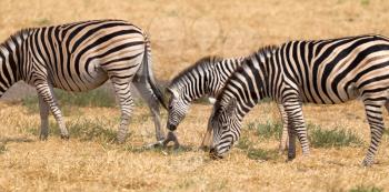 Damara zebra (Equus burchelli antiquorum) in Botswana