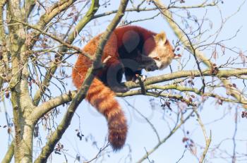 Red panda eating a apple in a large tree
