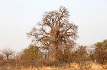 Large baobab tree in the north of Botswana
