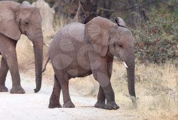 Small elephant family crossing a road - Botswana