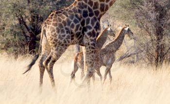 Adult giraffe with two young (Giraffa camelopardalis) in Namibia