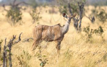 Closeup of a female greater Kudu (Tragelaphus strepsiceros) in Namibia