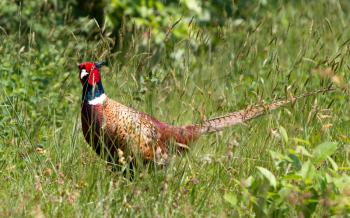 Pheasant in a field in Holland