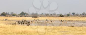 Large group of different animals close to a waterhole, selective focus, Botswana