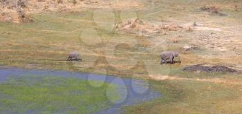 Elephant (mother and calf) in the Okavango delta (Botswana), aerial shot