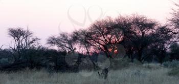 Pink sunset in the Makgadikgadi pans, Botswana