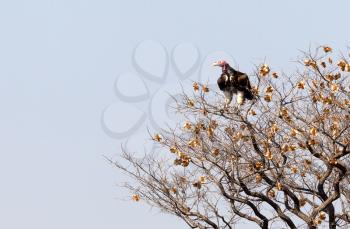 Red-headed vulture in a tree in Namibia