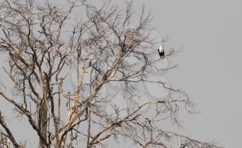 Large tree with an African Fish Eagle (Haliaeetus vocife) - Namibia