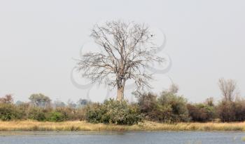 Large tree with an African Fish Eagle (Haliaeetus vocife) - Namibia