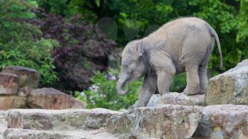Happy baby elephant walking over the rocks
