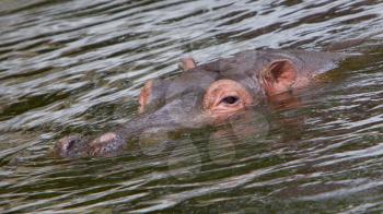 Hippo face in the water (Hippopotamus), selective focus