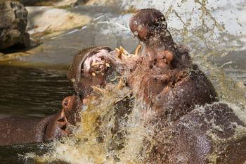 Two fighting hippos in the water (Hippopotamus amphibius)