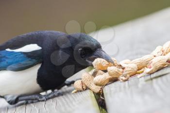 European Magpie (pica pica) feeding on peanuts