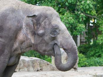 Closeup of an elephant in a zoo